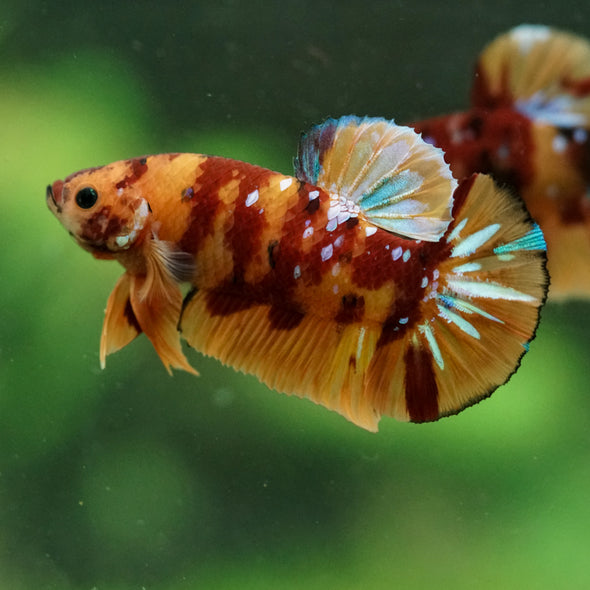 Multicolor/Galaxy Koi Plakat -16 weeks Old