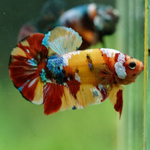 Multicolor/Galaxy Koi Plakat -16 weeks Old