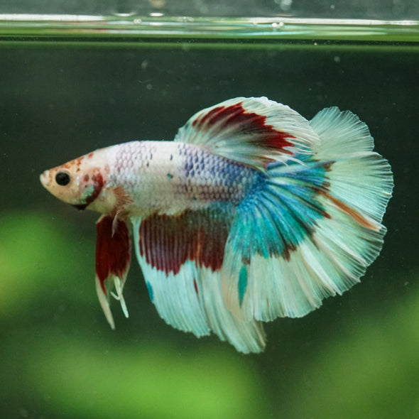 Galaxy/Candy Koi Halfmoon - 14 weeks old