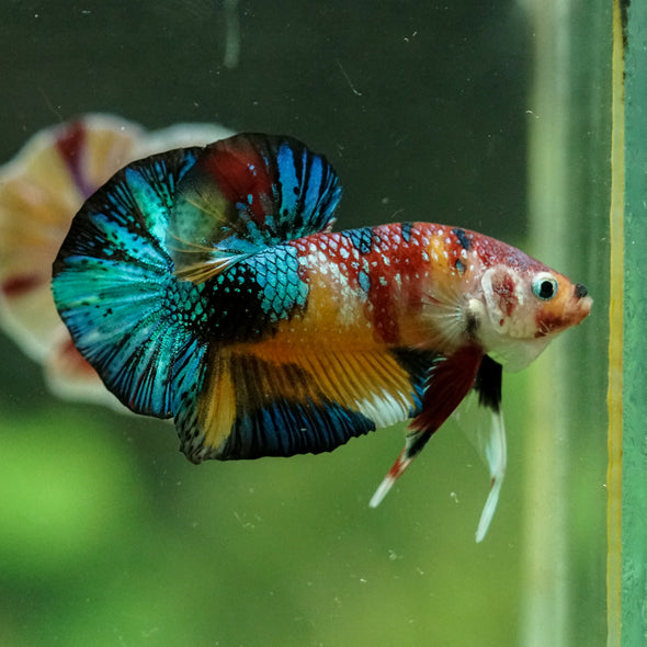 Multicolor/Galaxy Koi Plakat -15 weeks Old