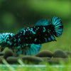 Black Galaxy Koi Plakat (Avatar) - Female- 13 Weeks Old