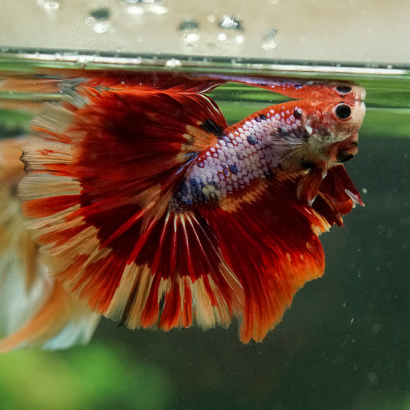 Galaxy/Candy Koi Halfmoon - 14 weeks old