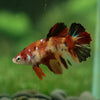 Multicolor/ Galaxy Koi Halfmoon- Female- 13 Weeks Old