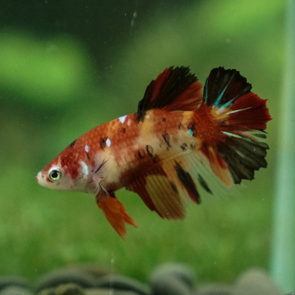 Multicolor/ Galaxy Koi Halfmoon- Female- 13 Weeks Old