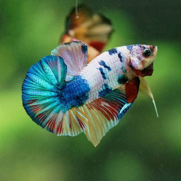 Multicolor/Galaxy Koi Plakat -10 weeks Old