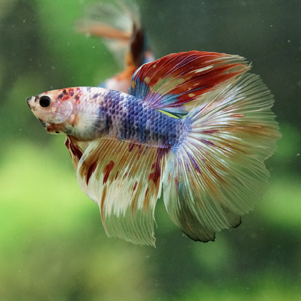 Galaxy/Candy Koi Halfmoon - 14 weeks old