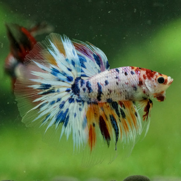 Galaxy/Candy Koi Halfmoon - 13 weeks old