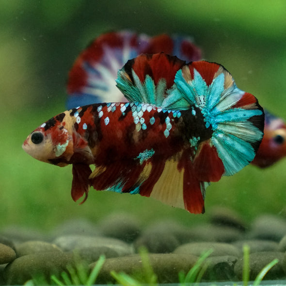 Multicolor/Galaxy Koi Plakat -13 weeks Old