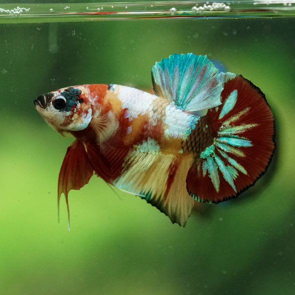 Multicolor/Galaxy Koi Plakat -10 weeks Old