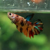 Multicolor/ Galaxy Koi Halfmoon- Female- 13 Weeks Old
