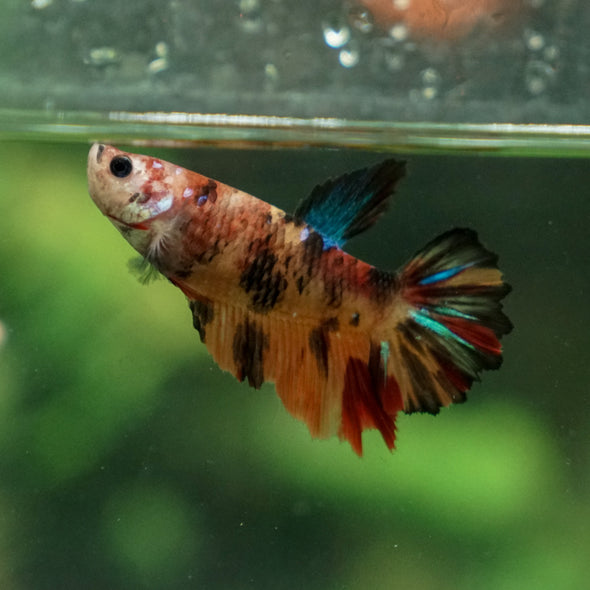 Multicolor/ Galaxy Koi Halfmoon- Female- 13 Weeks Old