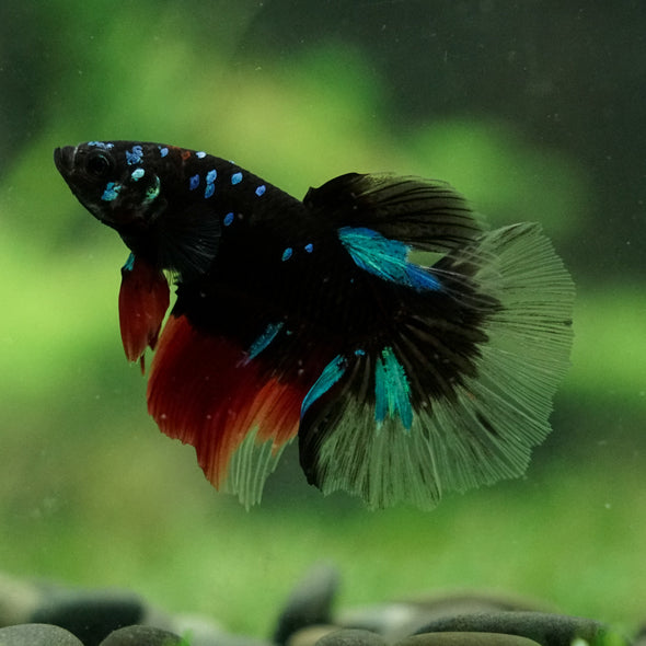 Black Base Galaxy Koi Halfmoon (Avatar) - 14 weeks old
