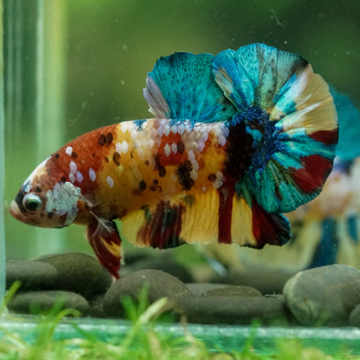 Multicolor/Galaxy Koi Plakat -14 weeks Old