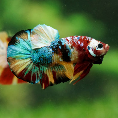 Multicolor/Galaxy Koi Plakat -16 weeks Old