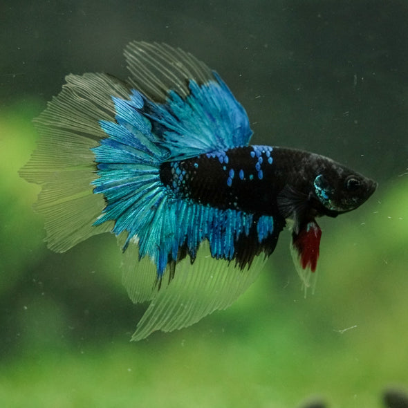 Black Base Galaxy Koi Halfmoon (Avatar) - 14 weeks old