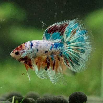Galaxy/Candy Koi Halfmoon - 14 weeks old