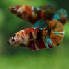 Multicolor/ Galaxy Koi Plakat - Female- 13 Weeks Old