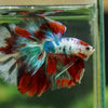 Galaxy/Candy Koi Halfmoon - 14 weeks old