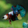 Multicolor/Galaxy Koi Plakat -16 weeks Old