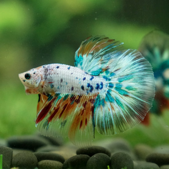 Galaxy/Candy Koi Halfmoon - 13 weeks old