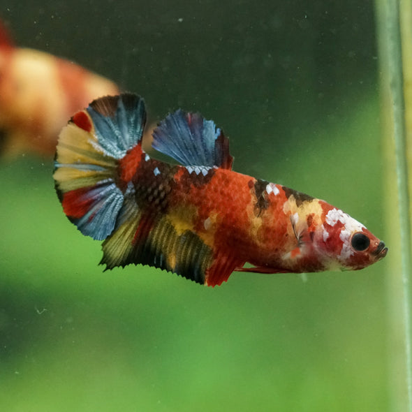 Multicolor/ Galaxy Koi Plakat- Female- 13 Weeks Old