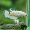 Blue/Green Dalmatian Plakat- Female