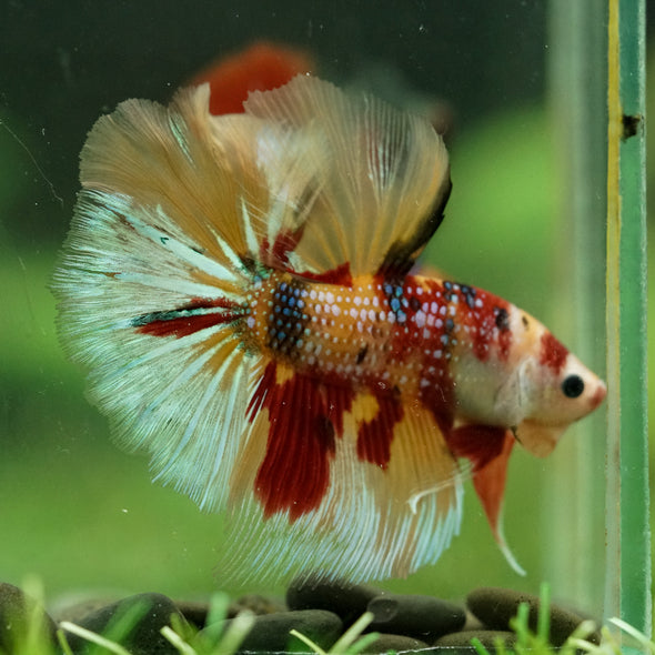 Galaxy/Candy Koi Halfmoon - 14 weeks old