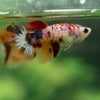 Multicolor/ Galaxy Koi Halfmoon - Female- 13 Weeks Old