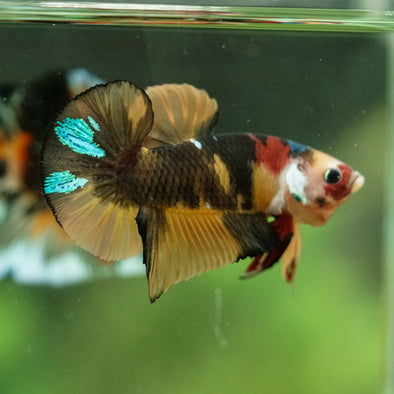 Multicolor/Galaxy Koi Plakat -16 weeks Old