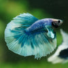 Dumbo Halfmoon - 12 weeks old