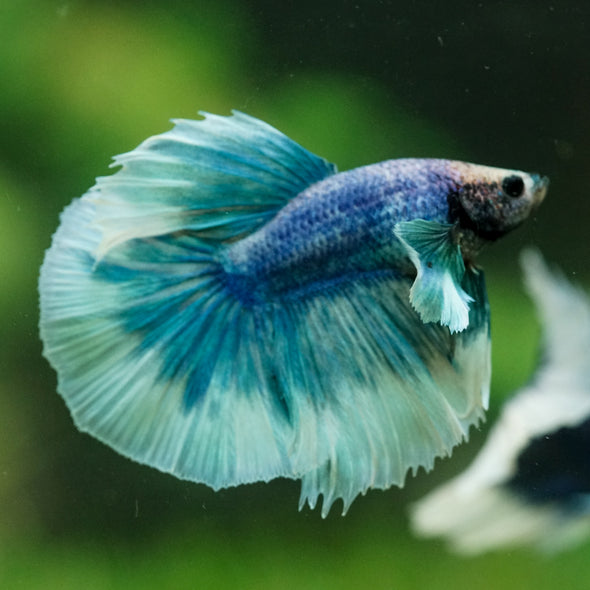 Dumbo Halfmoon - 12 weeks old