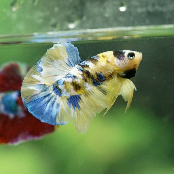 Multicolor/Galaxy Koi Plakat -16 weeks Old