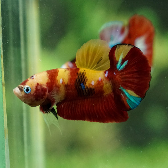 Multicolor/Galaxy Koi Plakat -13 weeks Old