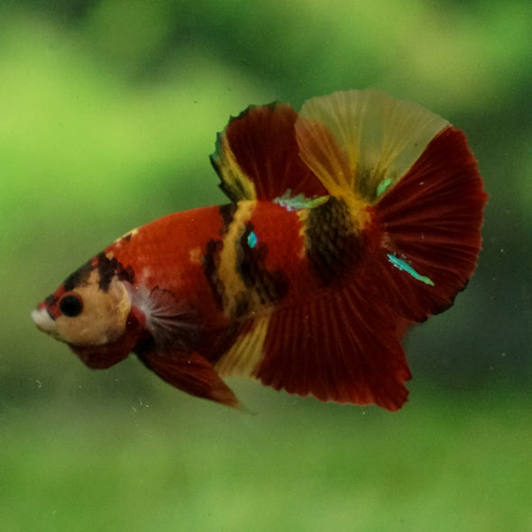 Multicolor/Galaxy Koi Plakat -13 weeks Old