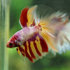Galaxy/Candy Koi Halfmoon - 14 weeks old