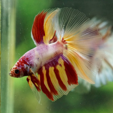 Galaxy/Candy Koi Halfmoon - 14 weeks old
