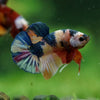 Multicolor/Galaxy Koi Plakat -16 weeks Old