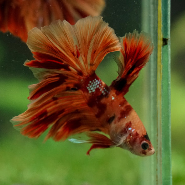 Galaxy/Candy Koi Halfmoon - 14 weeks old