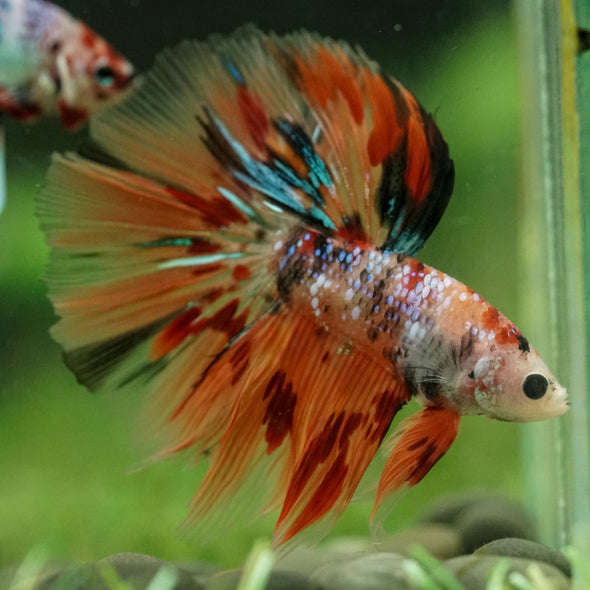 Galaxy/Candy Koi Halfmoon - 14 weeks old