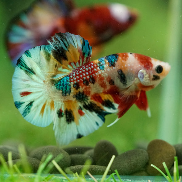 Multicolor/Galaxy Koi Plakat -16 weeks Old