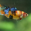 Multicolor/ Galaxy Koi Plakat- Female- 13 Weeks Old