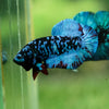 Black Koi Galaxy Plakat (Avatar) -13 weeks Old