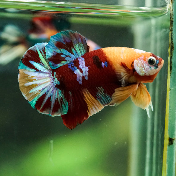 Multicolor/Galaxy Koi Plakat -16 weeks Old