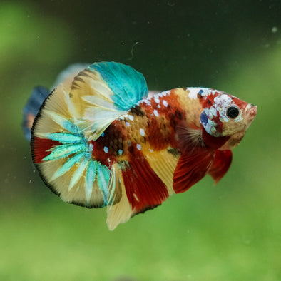 Multicolor/Galaxy Koi Plakat -16 weeks Old