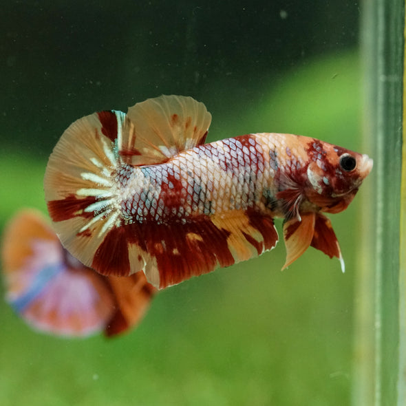 Multicolor/Galaxy Koi Plakat -16 weeks Old
