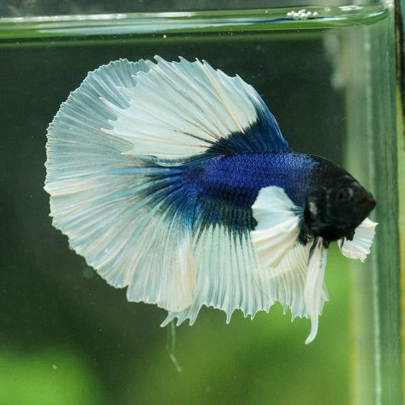 Dumbo Halfmoon - 12 weeks old