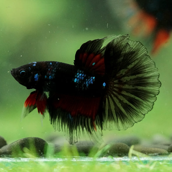 Black Base Galaxy/Candy Koi Halfmoon - 14 weeks old