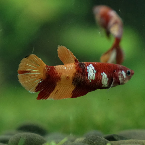 Multicolor/ Galaxy Koi Plakat- Female- 13 Weeks Old