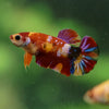 Multicolor/ Galaxy Koi Plakat- Female- 13 Weeks Old