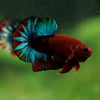 Red Fancy (Hell Boy) Plakat -13 weeks Old